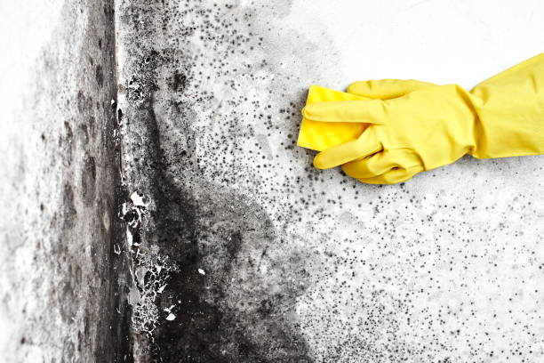 Home Mold Removal in Prattville, AL