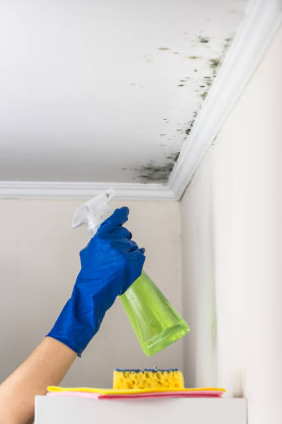 Best Mold Removal Process  in Prattville, AL